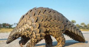 pangolin