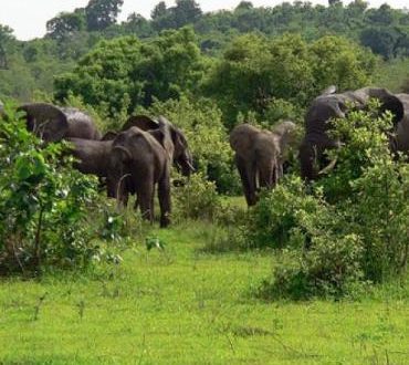 mole national park