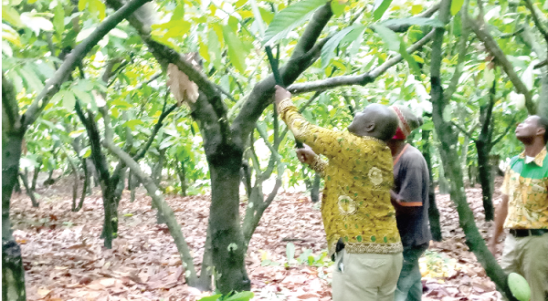 Dr Tackie-Otoo assisting a labourer to prune a cocoa tree